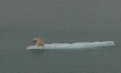 Polar Bear on ice. Croker Bay, Nunavut, Canadian Arctic. 17 August 2006