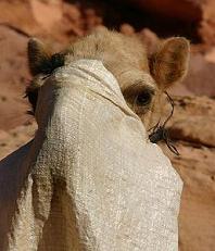 veiled camel