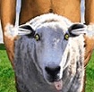 sheep-shagger muslim