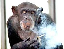 monkey smoking