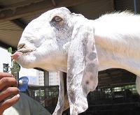 The Hijab - Helping ugly women get laid since 642 A.D.