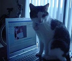 kitty porn