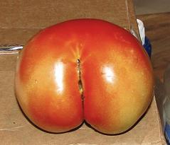Sweet Tomato