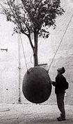 A Tree Grows in Jaffa, Israel