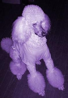 @purple space poodle@