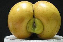 sexy apple