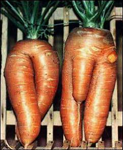 sexy carrots