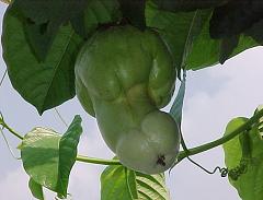 They do grow on Trees!