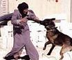 HOAX: Israeli soldiers unleash a dog on an elderly Palestinian woman