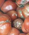 Tomatoes in Tehran market