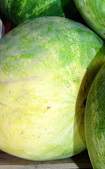 ripe melon belly color