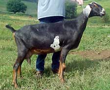 sex with goats