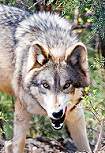 snarling wolf