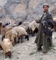 Afghani shepherds, such as this member of the Kuchi clan, will learn ways to track forage availability for their goats, sheep and camels. (Michael Jacobs/Courtesy photo) 