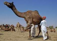 milking the camel
