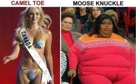 difference between camel-toe and mooseknuckle