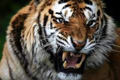 siberian tiger