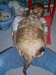 huge pussy fat cats